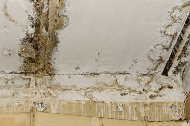 Biohazard Mold Removal in Fort Wayne, IN