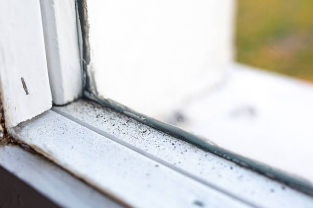 Best Water Damage & Mold Remediation  in Fort Wayne, IN