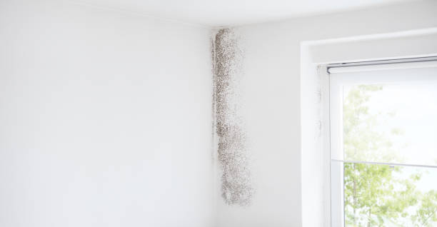 Best Attic Mold Removal  in Fort Wayne, IN