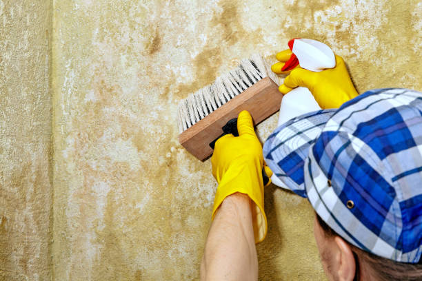 Best Biohazard Mold Removal  in Fort Wayne, IN