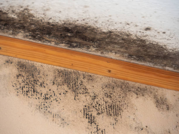 Best Post-Construction Mold Inspection  in Fort Wayne, IN