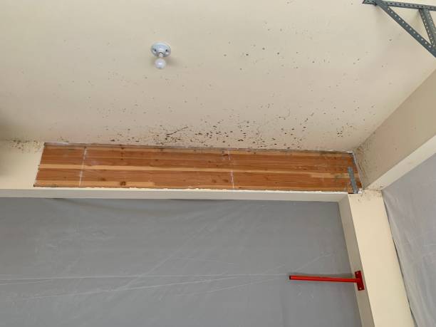 Best Biohazard Mold Removal  in Fort Wayne, IN
