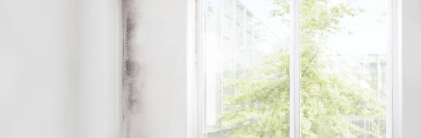 Best Emergency Mold Remediation  in Fort Wayne, IN