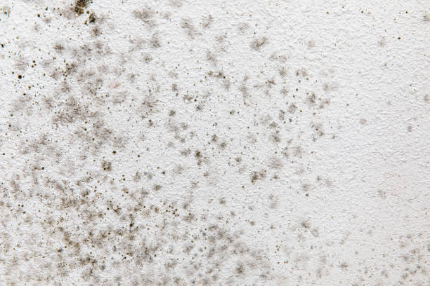 Reliable Fort Wayne, IN Mold Removal Solutions