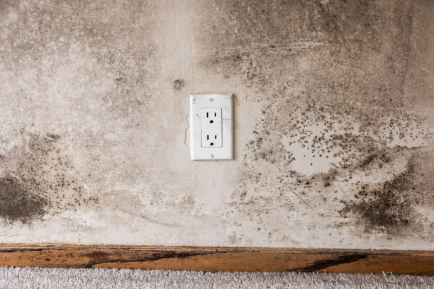 Best Real Estate Mold Inspection  in Fort Wayne, IN