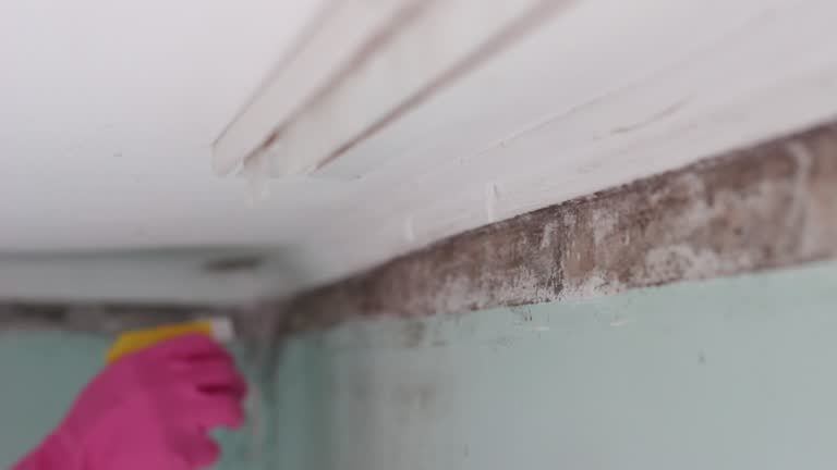 Best Mold Prevention Services  in Fort Wayne, IN
